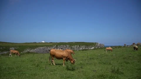 Beautiful cows grazing and resting in the field Stock Footage 156208921