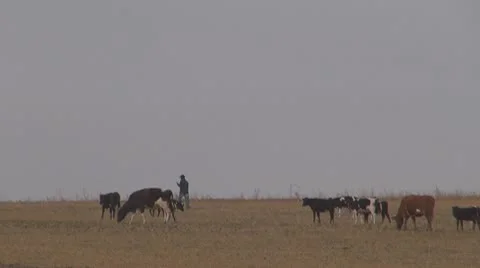 Beautiful cows grazing Видео 10532570