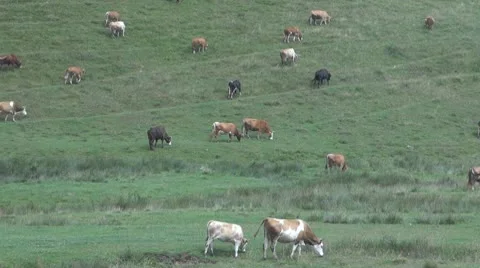 Beautiful cows grazing Vídeos de archivo 10532635
