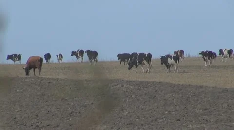 Beautiful cows grazing 스톡 동영상 10534606