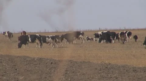 Beautiful cows grazing Stock-Footage 10535539