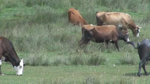 Beautiful cows grazing Video stock 10539741
