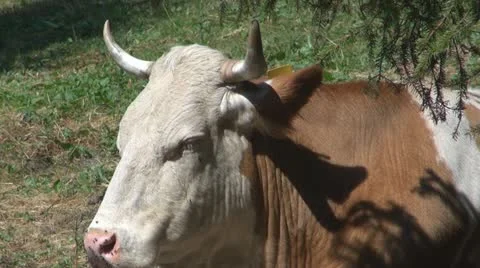 Beautiful cows grazing 스톡 동영상 11524533
