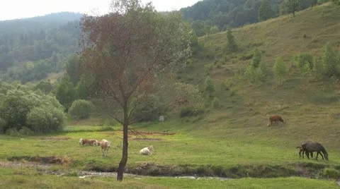 Beautiful cows grazing Stock Footage 11524538