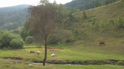 Beautiful cows grazing Vídeo Stock 11524548