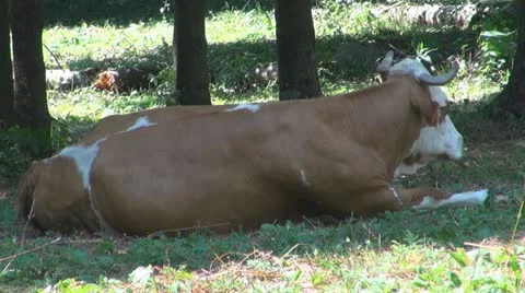 Beautiful cows grazing Vídeo Stock 11524553