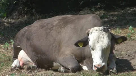 Beautiful cows grazing Stock Footage 11524559
