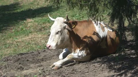 Beautiful cows grazing Stock-Footage 11524573