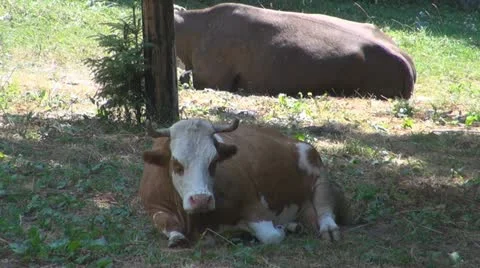 Beautiful cows grazing Vidéo 11524574