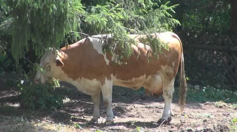 Beautiful cows grazing Vidéo 11524575
