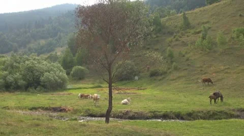 Beautiful cows grazing Vídeo Stock 11524590