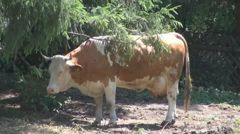 Beautiful cows grazing Vidéo 11524597