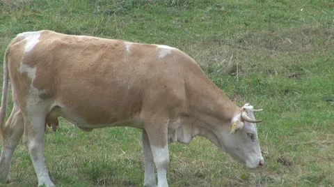 Beautiful cows grazing Stock Footage 11527888