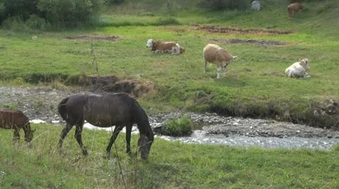 Beautiful cows grazing Vidéo 11527906