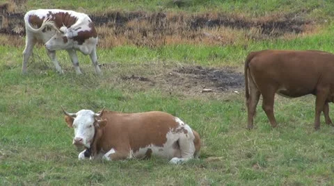 Beautiful cows grazing Vídeos de archivo 11527924