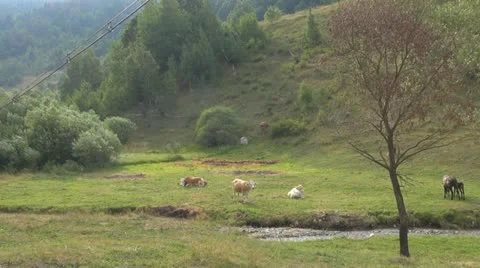 Beautiful cows grazing Vídeos de archivo 11527939