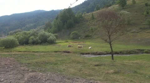 Beautiful cows grazing Stock-Footage 11527940