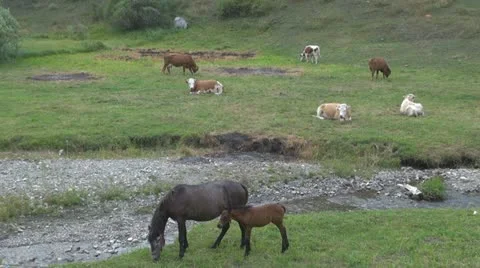 Beautiful cows grazing Video stock 11527954
