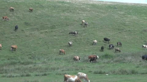 Beautiful cows grazing 스톡 동영상 11605556