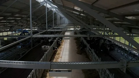 Beautiful cows in a modern barn Stock Footage 114608700