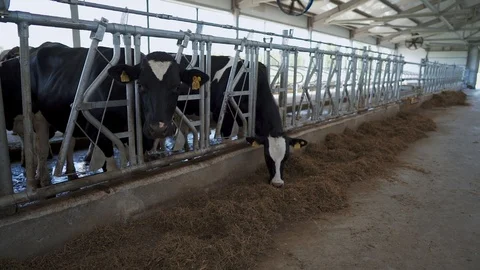 Beautiful cows in a modern barn Stock Footage 114608727
