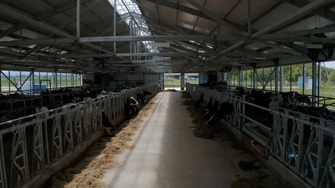 Beautiful cows in a modern barn Stock Footage 114608765