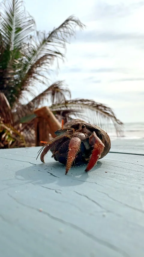 Beautiful crab climbs out of the shell. Palm trees wave in the wind at the sea Stock Footage 328480164