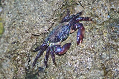 Beautiful crab Stock Photos