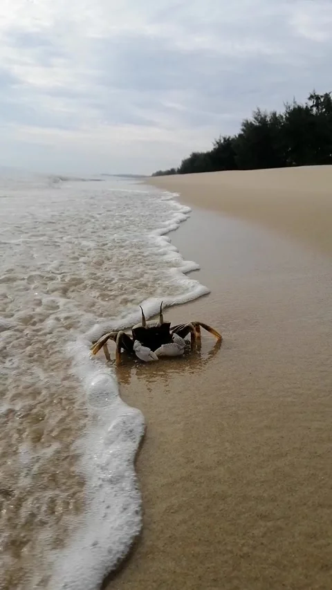 Beautiful crab run because being hit by ocean wave Stock Footage 317787969