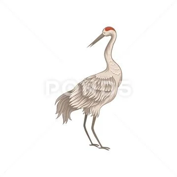Beautiful crane with long thin beak, legs and neck. Bird with big wings and red Stock Illustration