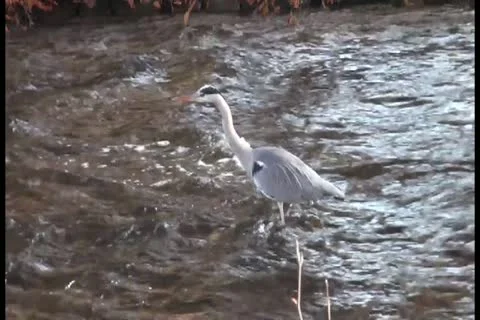 Beautiful crane slowly moves in water Stock Footage