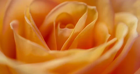 Beautiful cream yellow pink Rose background. Blooming rose flower open, time Stock Footage 128403853