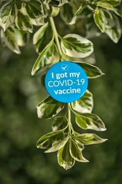 Beautiful creative view of light blue "I got my COVID-19 vaccine" sticker Stock Photos