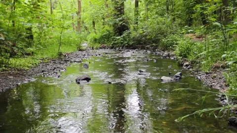   A beautiful creek   flowing  through forest on bright Summer day. Stock Footage 133050722