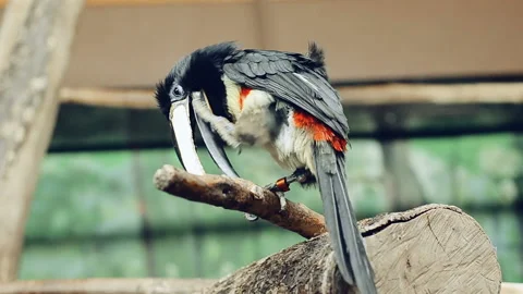 Beautiful Crested Aracari Perched on the Tree Branch Stock Footage 91967871