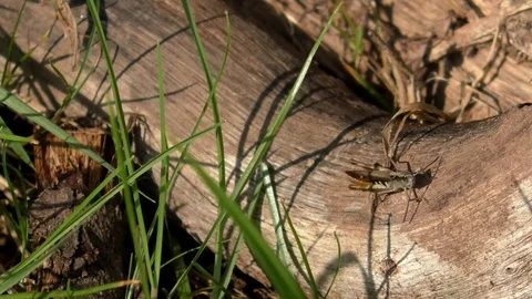 Beautiful cricket flapping its wings and cleaning its feelers (antennae) Video stock 79598909