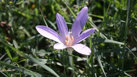 Beautiful crocus blossom in the middle of a meadow Stock Footage 115415971