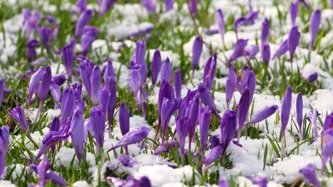Beautiful crocus flowers at spring. Stock Footage 74625441
