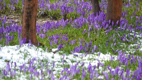 Beautiful crocus flowers at spring. Stock Footage 74625501