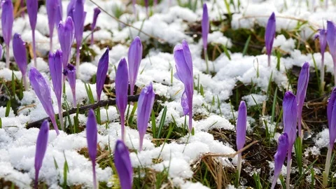Beautiful crocus flowers at spring. Stock Footage 74625522