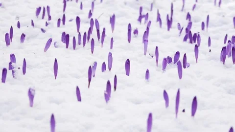 Beautiful crocus flowers at spring. Stock Footage 74625549