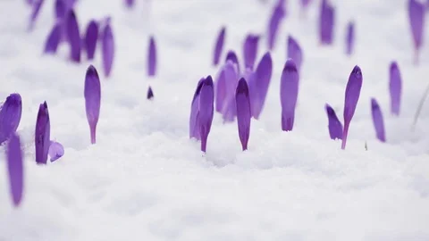 Beautiful crocus flowers at spring. Stock Footage 74625558