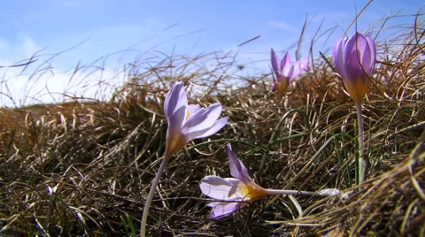 Beautiful Crocus 動画素材 1443101