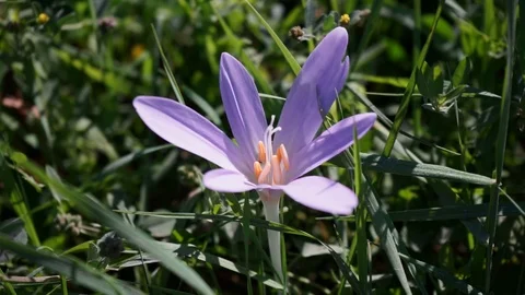 Beautiful crocus grows in a meadow Stock Footage 115416458