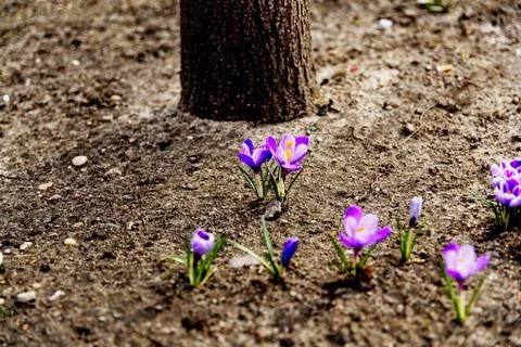 Beautiful crocuses blooming in the city's botanical park Stock Photos