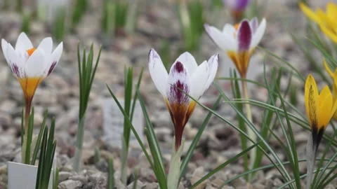 Beautiful crocuses close up Stock Footage 149395690