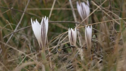 Beautiful crocuses flowers at spring. Stock Footage 73980540