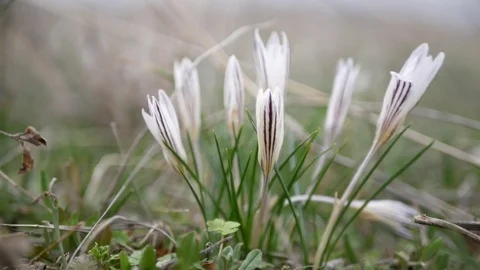 Beautiful crocuses flowers at spring. Stock Footage 73980553