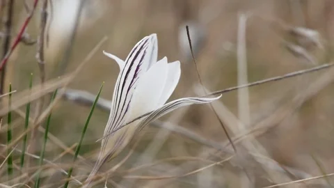 Beautiful crocuses flowers at spring. Stock Footage 73980558