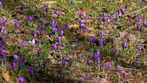 Beautiful crocuses flowers at spring. Stock Footage 74133808